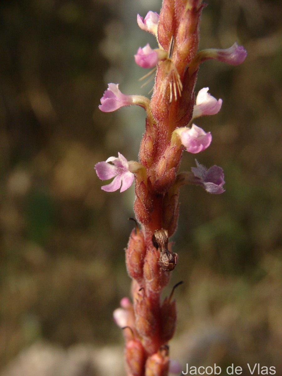 Striga gesnerioides (Willd.) Vatke